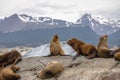Sea Lions island - Beagle Channel, Ushuaia, Argentina Royalty Free Stock Photo