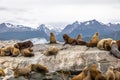 Sea Lions island - Beagle Channel, Ushuaia, Argentina Royalty Free Stock Photo