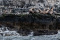 Sea Lions island - Beagle Channel, Ushuaia, Argentina Royalty Free Stock Photo