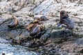 Sea Lions island - Beagle Channel, Ushuaia, Argentina Royalty Free Stock Photo