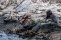 Sea Lions island - Beagle Channel, Ushuaia, Argentina Royalty Free Stock Photo
