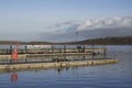 Sea Lions on a jetty in Falkland Islands. Royalty Free Stock Photo