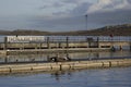 Sea Lions on a jetty in Falkland Islands. Royalty Free Stock Photo