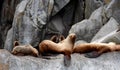 Sea Lions in the Kenai Fjords National Park, Alaska Royalty Free Stock Photo