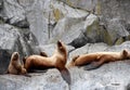 Sea Lions in the Kenai Fjords National Park