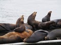 Sea Lions Laying On Dock Moss Landing California