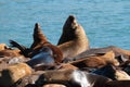 Sea Lions Laying on a Dock Royalty Free Stock Photo