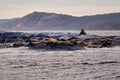 Sea Lions laying in the sun on the rocks near Victoria British Columbia