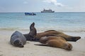 Sea Lions laze on a Galapagos beach in Sight of Dinghy and Cruise Ship Royalty Free Stock Photo