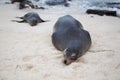 Sea lions lazing about, Galapagos