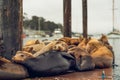 Sea Lions lounge on a floating dock in the middle of the Morro Bay Harbor. Royalty Free Stock Photo