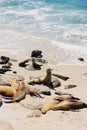 Sea lions lying on the beach and looking out at the Pacific Ocean in La Jolla Cove, in San Diego, California. Coastal beach Royalty Free Stock Photo