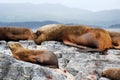 Sea Lions lying on rock with big male, Bay of Ushuaia, Argentina