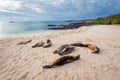 Sea lions on Mann beach San Cristobal, Galapagos Islands Royalty Free Stock Photo