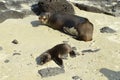 Sea lions, a mother and a pup, on the white beach on Santiago Island, Galapagos, Ecuador Royalty Free Stock Photo