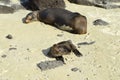 Sea lions, a mother and a pup, on the white beach on Santiago Island, Galapagos, Ecuador Royalty Free Stock Photo