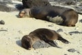 Sea lions, a mother and a pup, on the white beach on Santiago Island, Galapagos, Ecuador Royalty Free Stock Photo