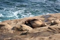 Sea lions, Otariinae, sunbathing on a rocky outcropping on the shore of the Pacific Ocean at Children`s Beach in La Jolla, CA