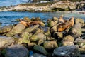 Sea Lions on the Pacific Ocean Coastline in California Royalty Free Stock Photo