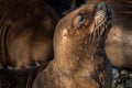 Sea lions at the Patagonia beach, Argentina Royalty Free Stock Photo