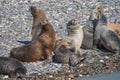 Sea lions at the Patagonia beach, Argentina Royalty Free Stock Photo