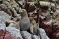 Sea lions, Peninsula Valdes, Peru