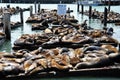 Sea Lions, pier 39