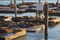 Sea Lions at Pier 39