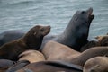 Sea lions. Pier 39. Fisherman\'s Wharf. San Francisco, California, USA