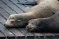 Sea lions. Pier 39. Fisherman's Wharf. San Francisco, California, USA