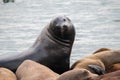 Sea lions. Pier 39. Fisherman's Wharf. San Francisco, California, USA