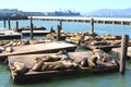 Sea Lions at Pier 39 at Fisherman`s Wharf, San Francisco, USA Royalty Free Stock Photo