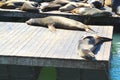 Sea Lions at Pier 39 at Fisherman`s Wharf, San Francisco, USA