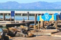 Sea Lions at Pier 39 at Fisherman`s Wharf, San Francisco, USA Royalty Free Stock Photo