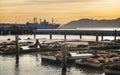 Sea Lions on Pier 39 in Fishermans Wharf, San Francisco Royalty Free Stock Photo