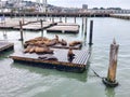 Sea lions of Pier 39 I& x27;m San Francisco California USA Royalty Free Stock Photo