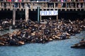 Sea Lions At Pier 39, San Francisco, California