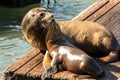 Sea lions at Pier 39 San Francisco, California Royalty Free Stock Photo