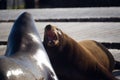 Sea lions at pier 39 in San Francisco Royalty Free Stock Photo