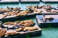 Sea lions at Pier 39 in San Francisco, California Royalty Free Stock Photo