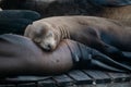 Sea lions. Pier 39. Fisherman's Wharf. San Francisco, California, USA