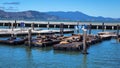 Sea Lions at Pier 69 - San Francisco California USA Royalty Free Stock Photo