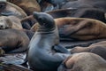 Sea lions. Pier 39. Fisherman's Wharf. San Francisco, California, USA