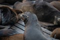 Sea lions at Pier 39 in San Francisco, California, USA