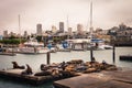 Sea lions at Pier 39 in San Francisco, California Royalty Free Stock Photo
