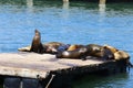 Sea lions, Pier 39, San Francisco, California Royalty Free Stock Photo
