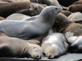 Sea lions at Pier 39 San Francisco Royalty Free Stock Photo