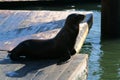 Sea lions at Pier 39, San Francisco, USA Royalty Free Stock Photo