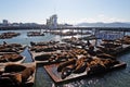 Sea lions at Pier 39, San Francisco, USA