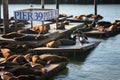Sea Lions at Pier 39, San Franscisco Royalty Free Stock Photo